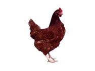 chicken