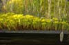 sedum on shed roof
