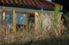 cornflower, corn marigold and grasses on shed roof
